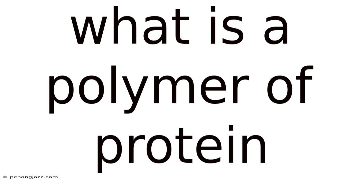 What Is A Polymer Of Protein