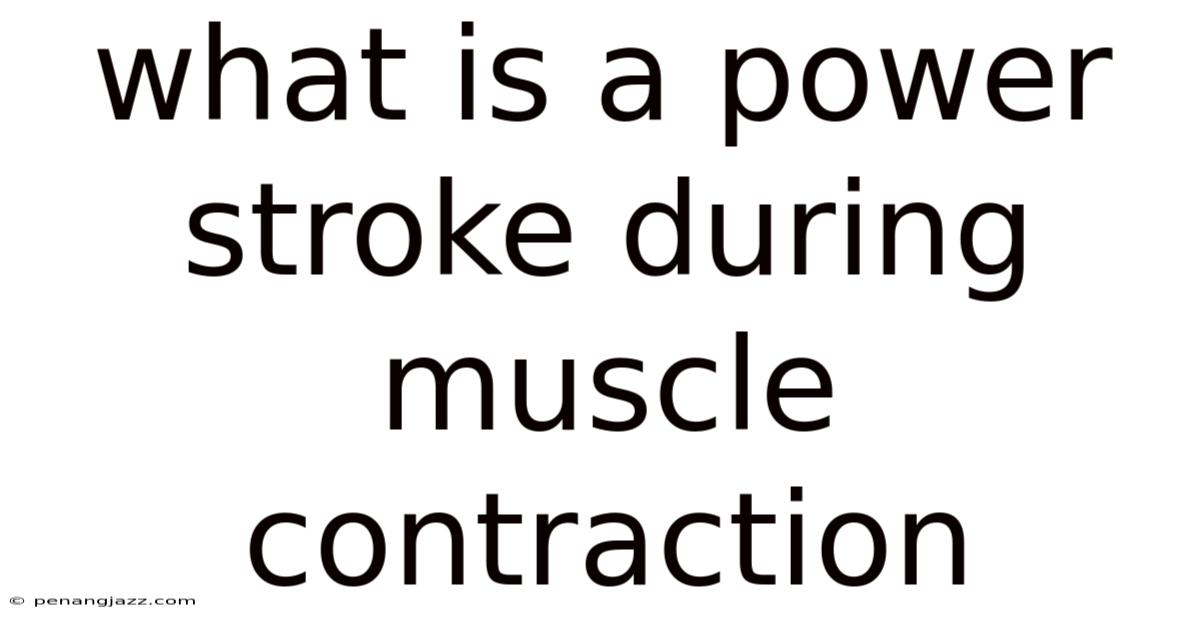 What Is A Power Stroke During Muscle Contraction