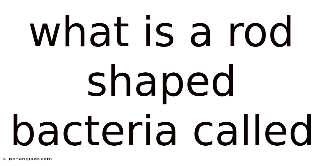 What Is A Rod Shaped Bacteria Called