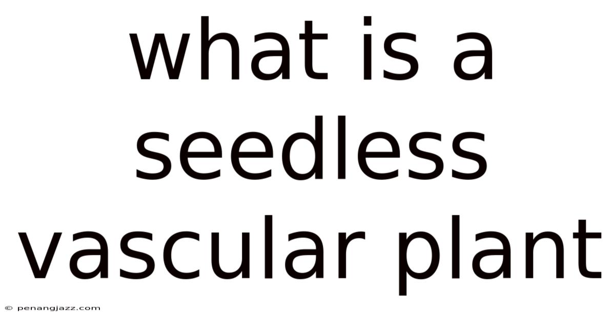 What Is A Seedless Vascular Plant