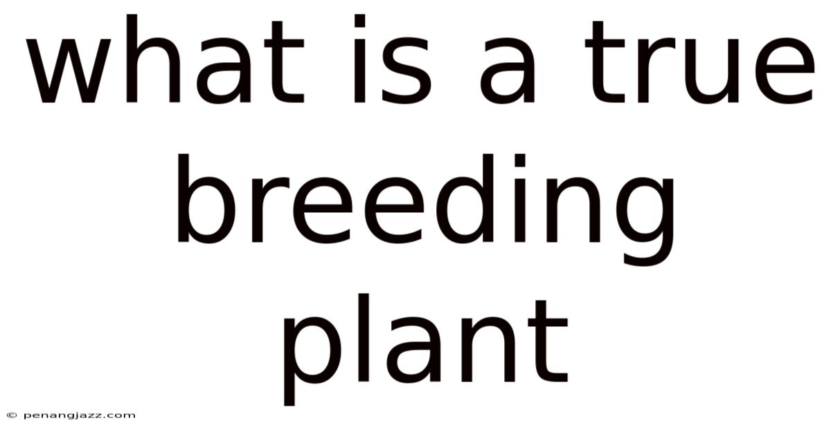 What Is A True Breeding Plant