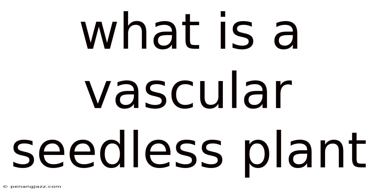 What Is A Vascular Seedless Plant