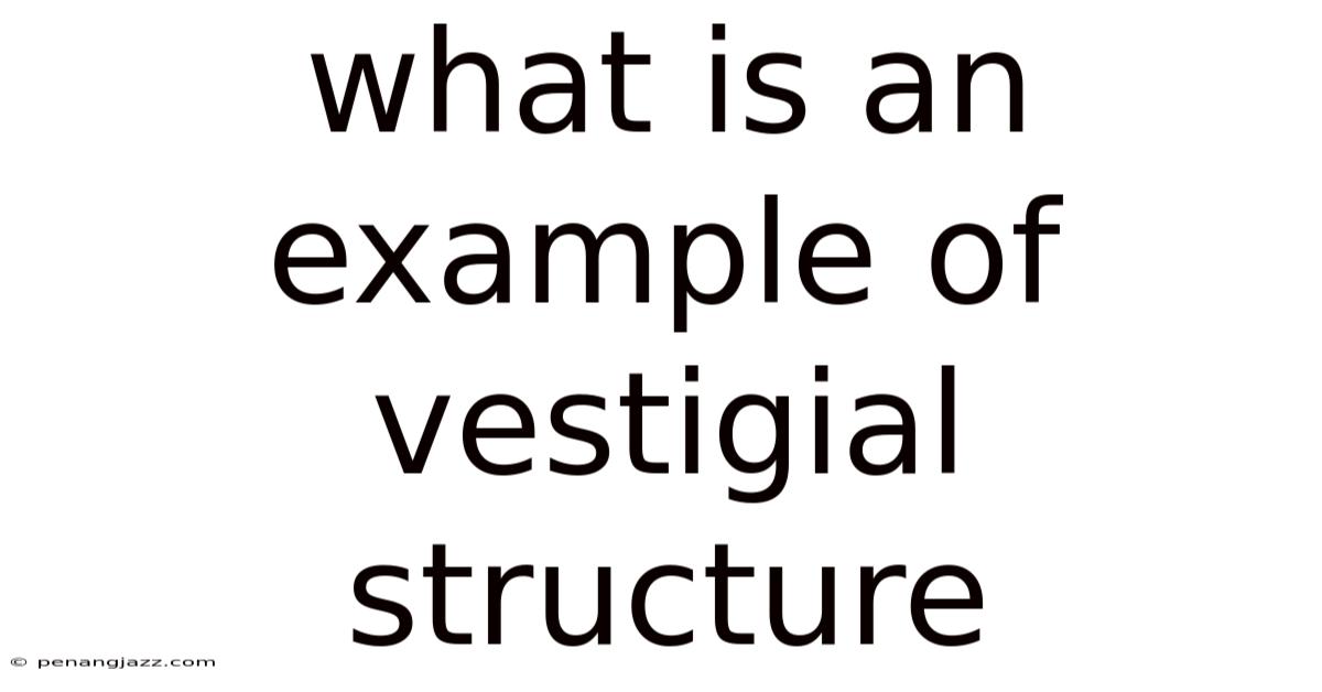 What Is An Example Of Vestigial Structure