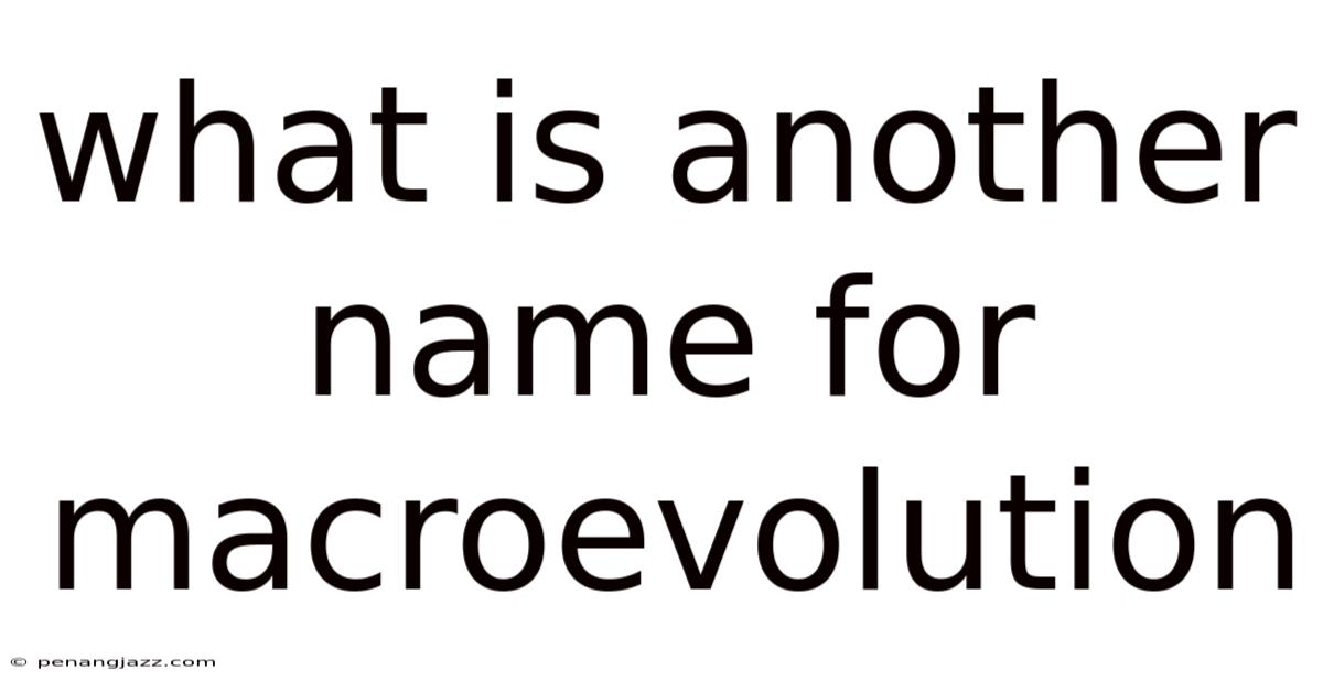 What Is Another Name For Macroevolution