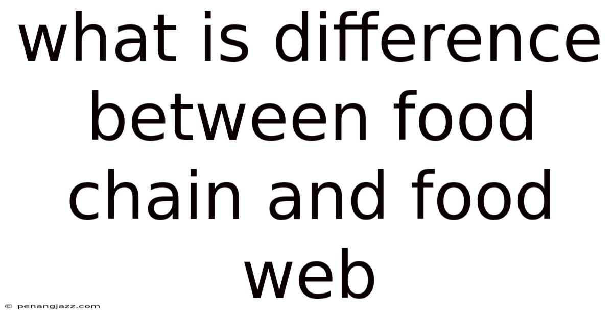 What Is Difference Between Food Chain And Food Web