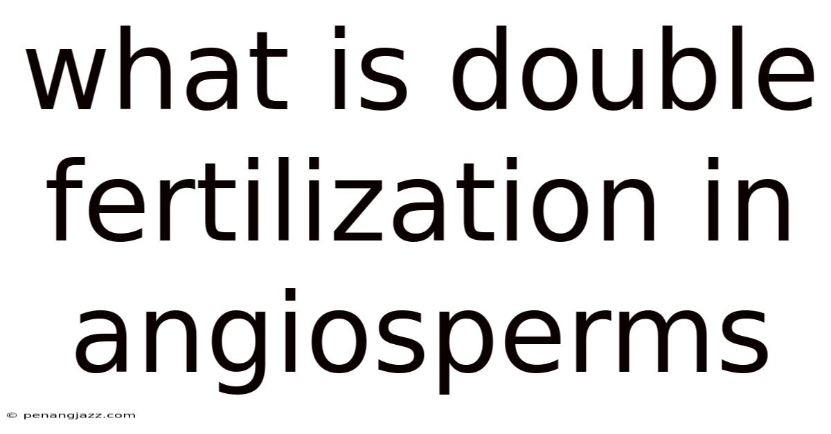 What Is Double Fertilization In Angiosperms