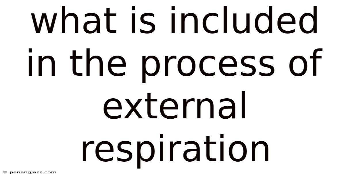 What Is Included In The Process Of External Respiration