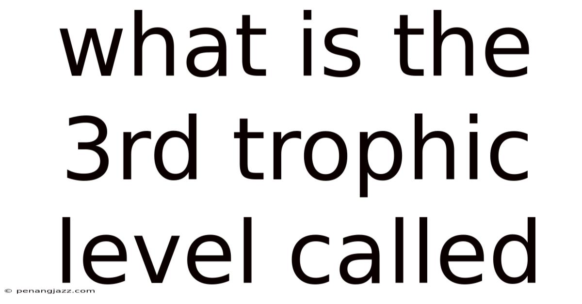 What Is The 3rd Trophic Level Called