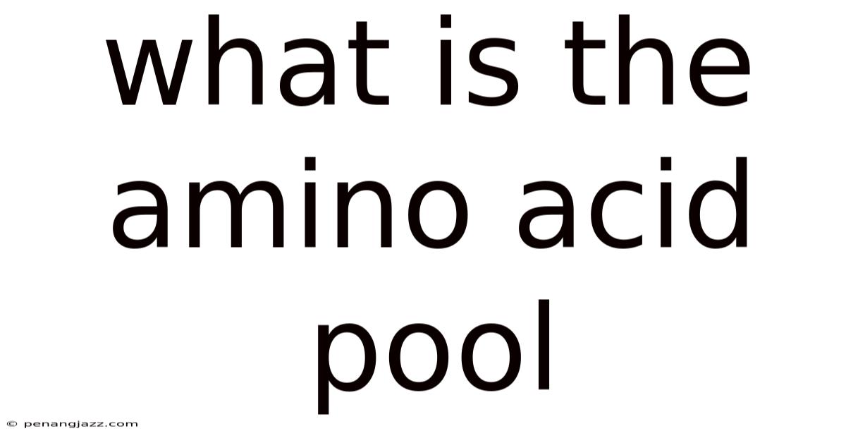 What Is The Amino Acid Pool