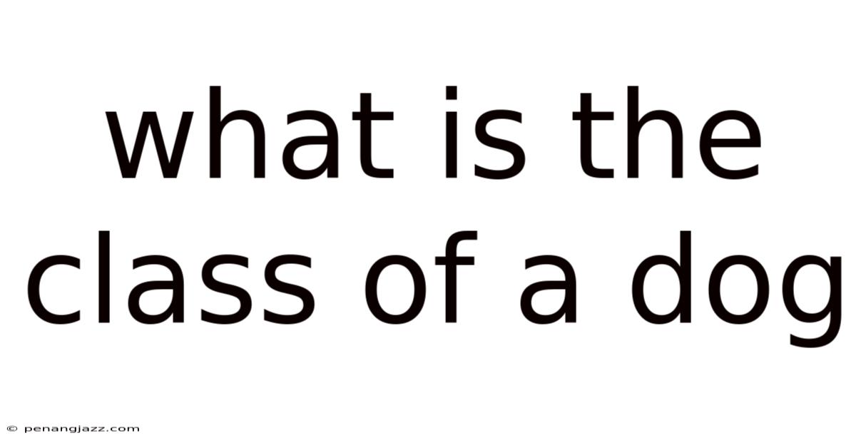 What Is The Class Of A Dog