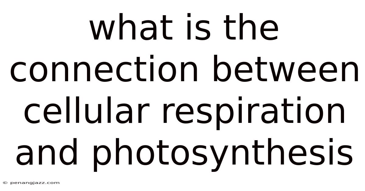 What Is The Connection Between Cellular Respiration And Photosynthesis