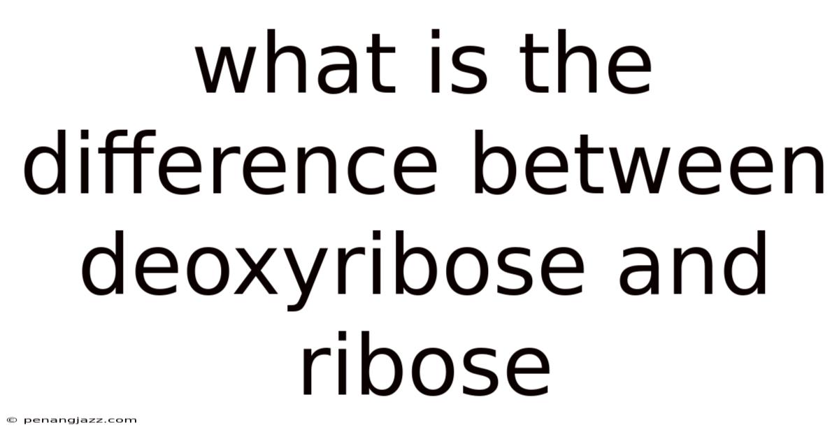 What Is The Difference Between Deoxyribose And Ribose