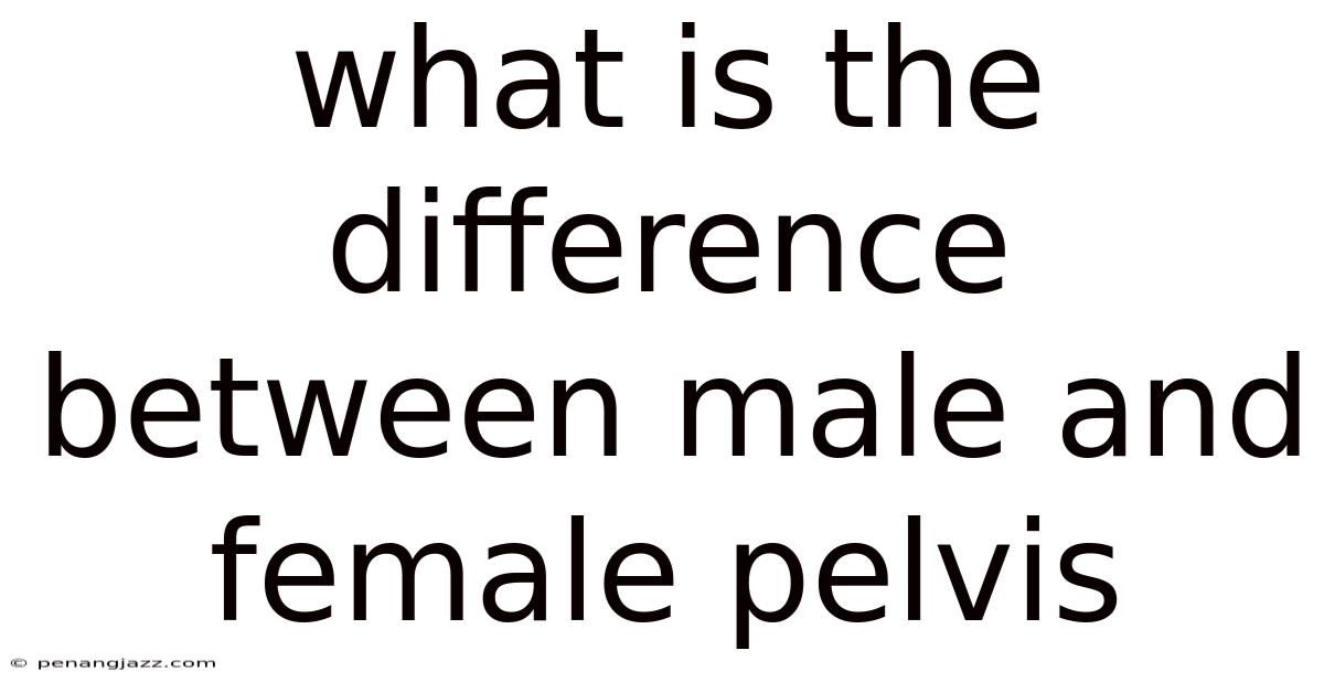 What Is The Difference Between Male And Female Pelvis