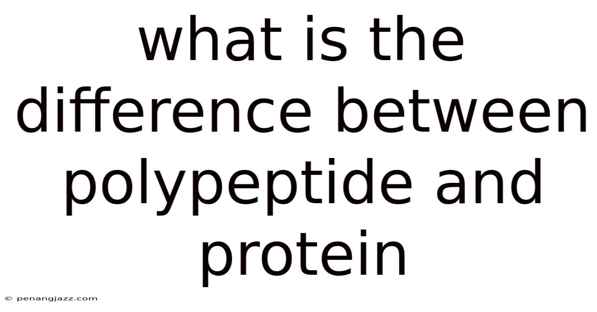 What Is The Difference Between Polypeptide And Protein