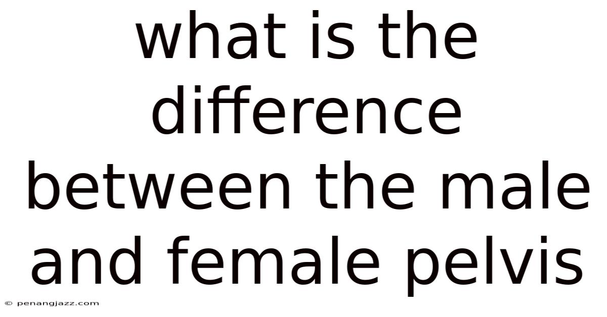 What Is The Difference Between The Male And Female Pelvis