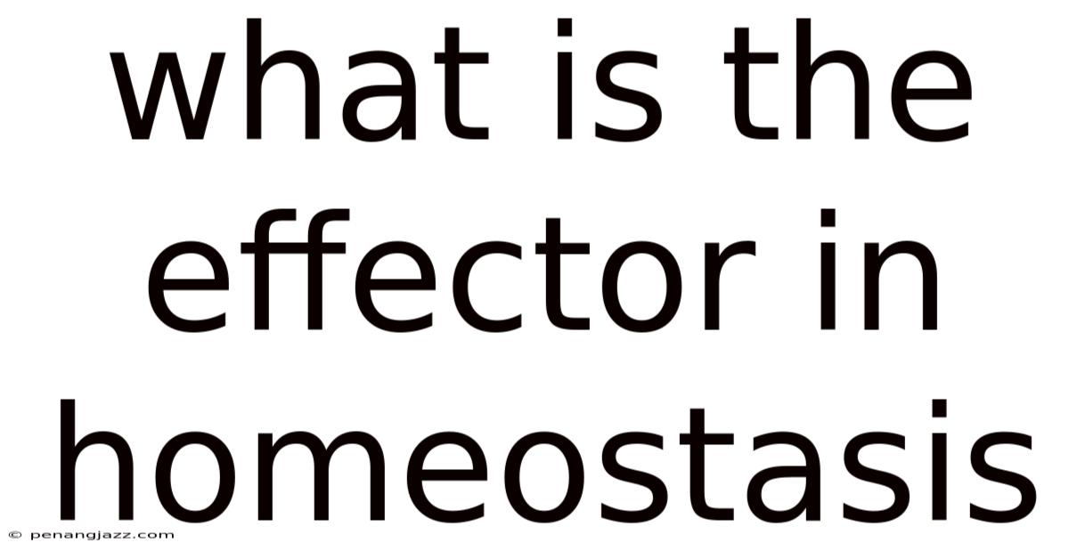 What Is The Effector In Homeostasis