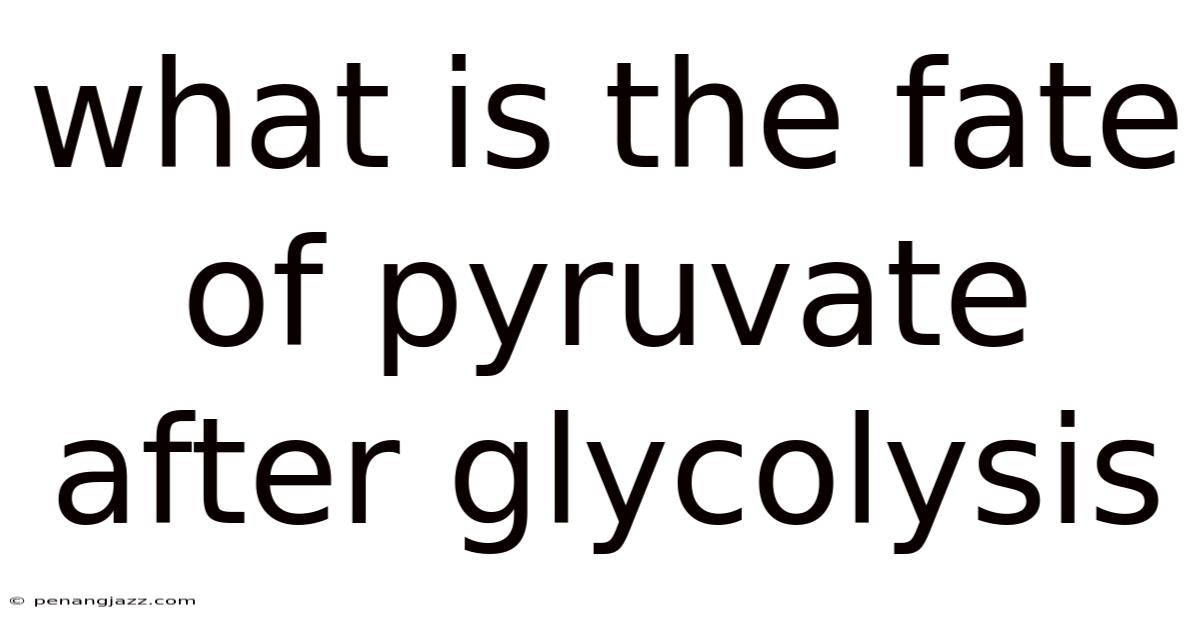 What Is The Fate Of Pyruvate After Glycolysis
