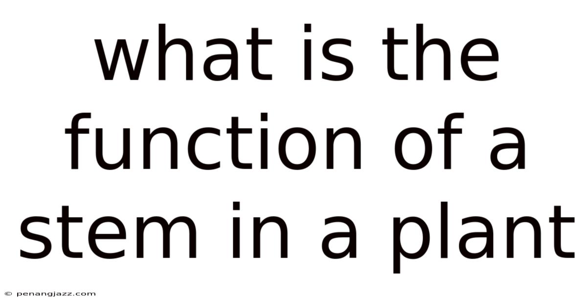 What Is The Function Of A Stem In A Plant