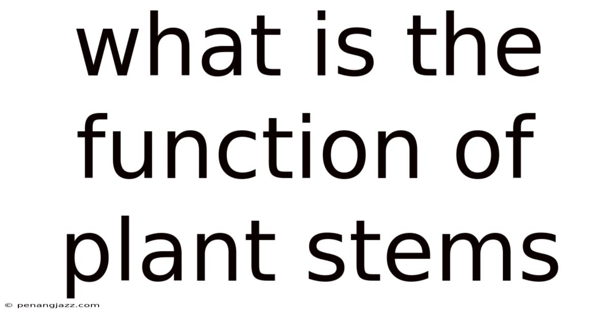 What Is The Function Of Plant Stems