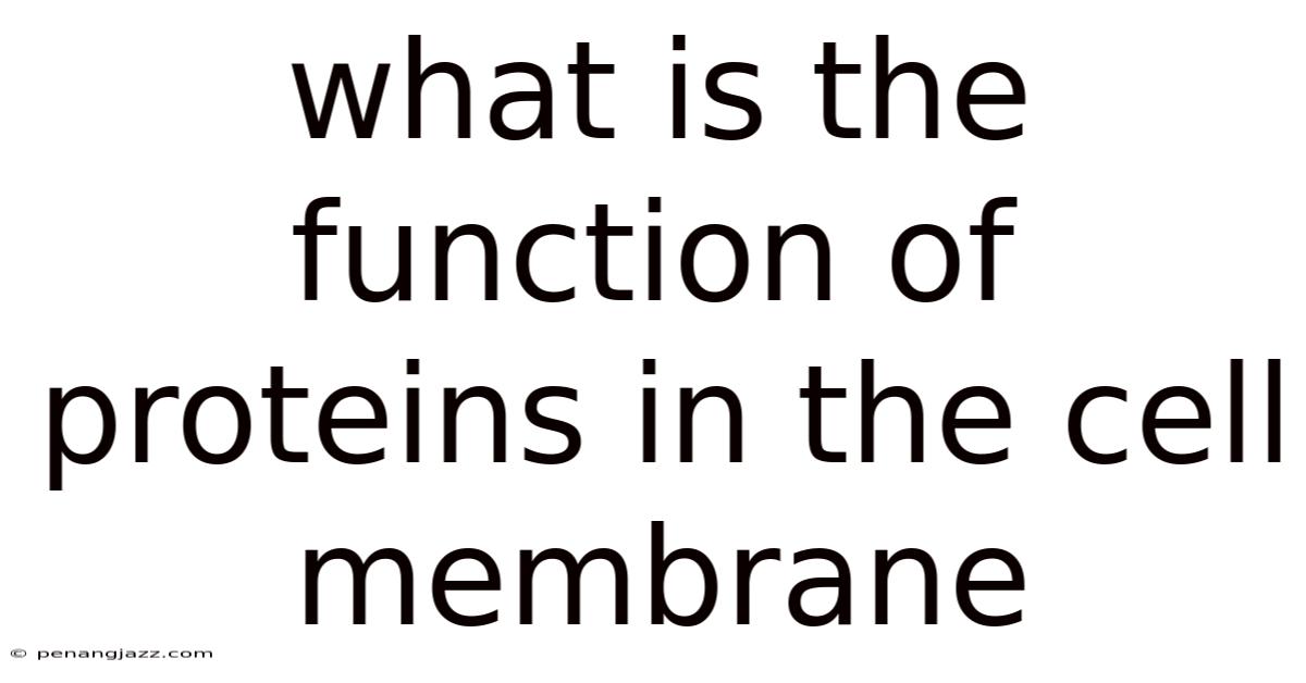 What Is The Function Of Proteins In The Cell Membrane