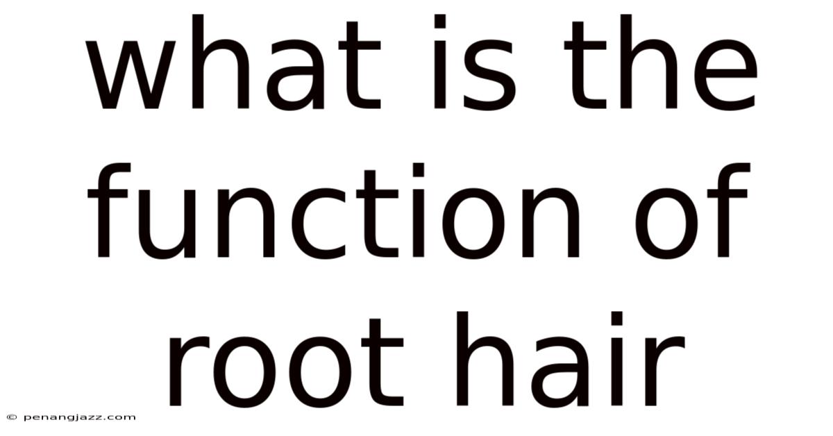 What Is The Function Of Root Hair