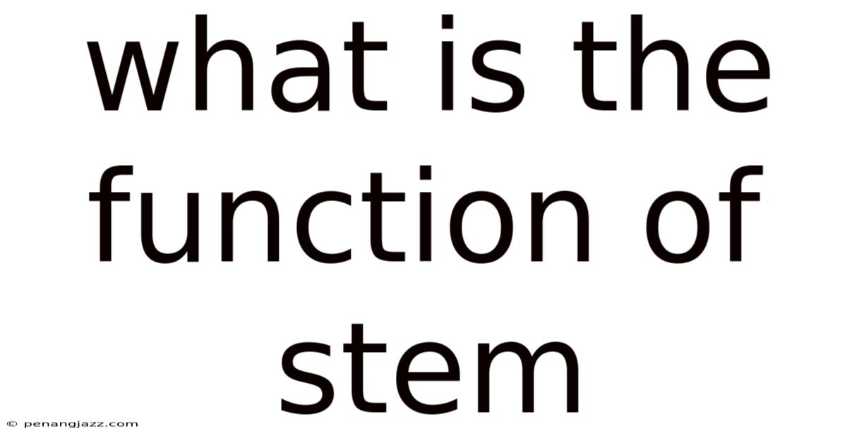 What Is The Function Of Stem