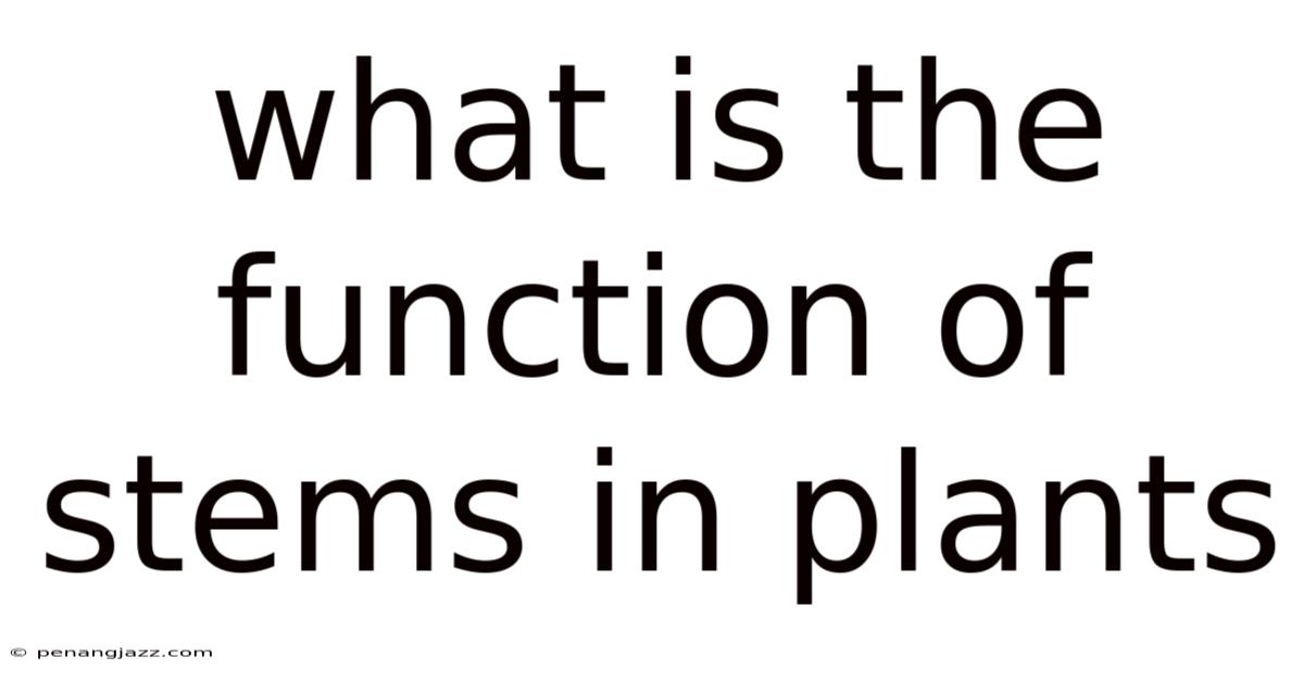What Is The Function Of Stems In Plants