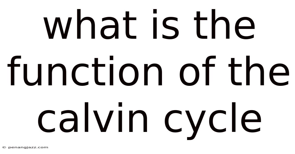 What Is The Function Of The Calvin Cycle