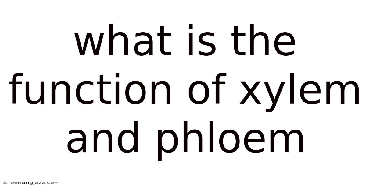 What Is The Function Of Xylem And Phloem