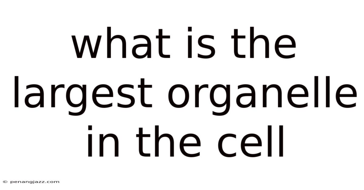 What Is The Largest Organelle In The Cell