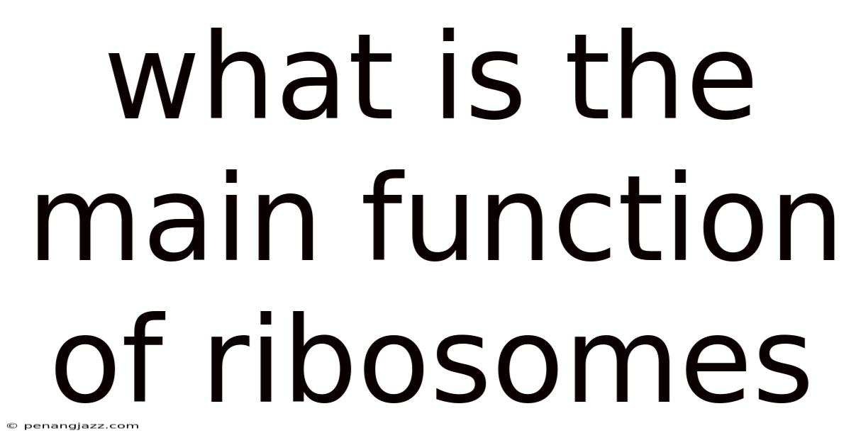 What Is The Main Function Of Ribosomes