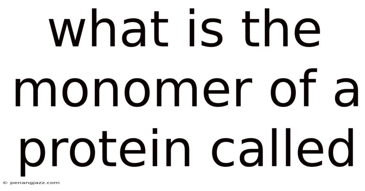 What Is The Monomer Of A Protein Called