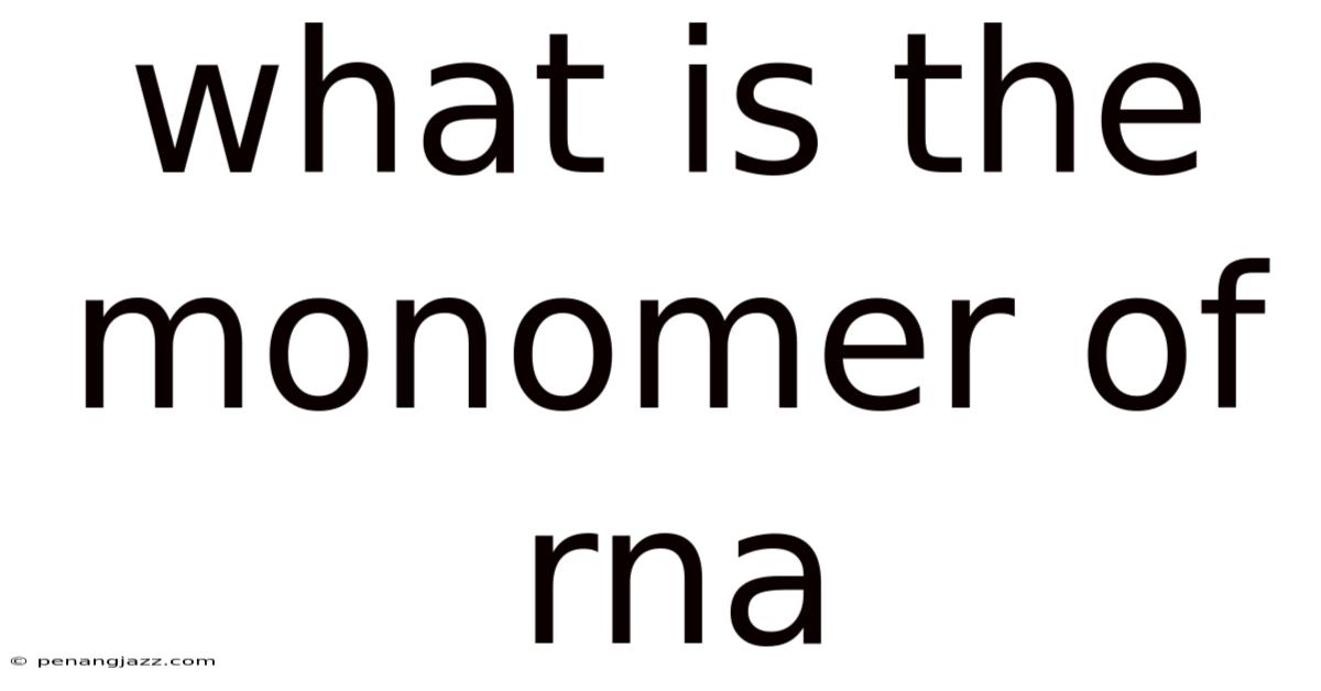 What Is The Monomer Of Rna