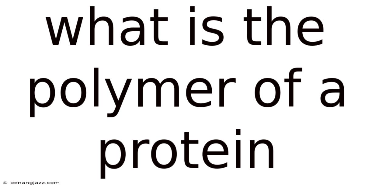 What Is The Polymer Of A Protein
