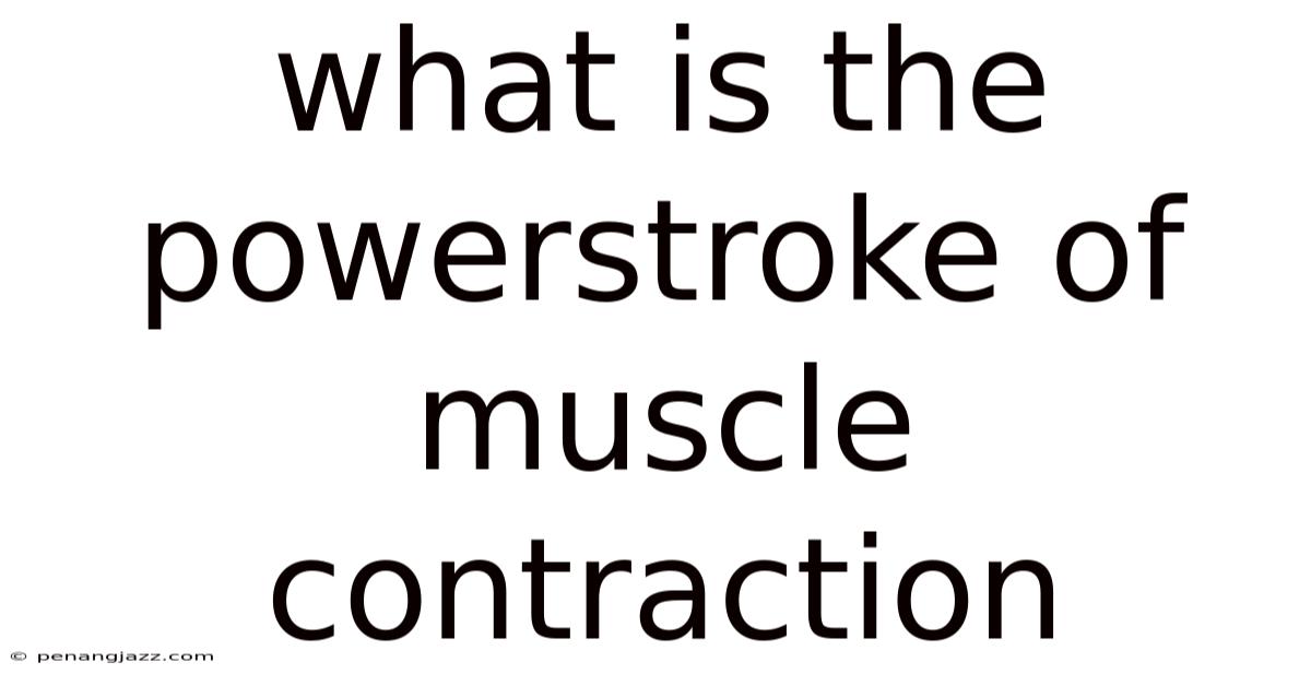 What Is The Powerstroke Of Muscle Contraction