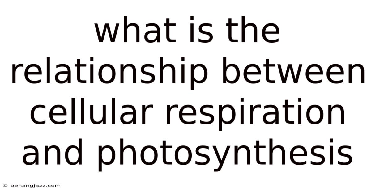 What Is The Relationship Between Cellular Respiration And Photosynthesis