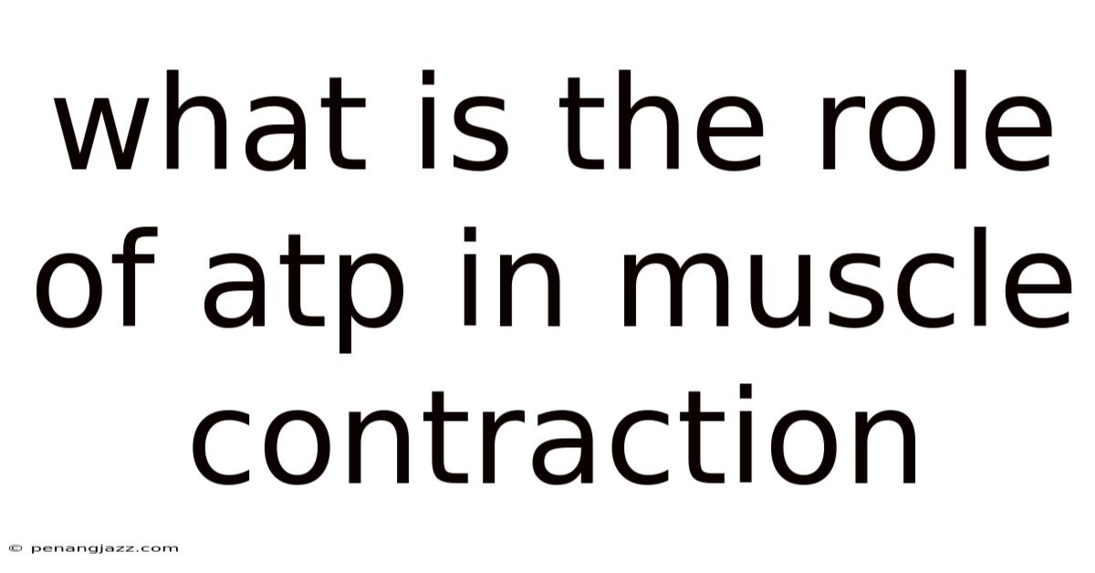 What Is The Role Of Atp In Muscle Contraction