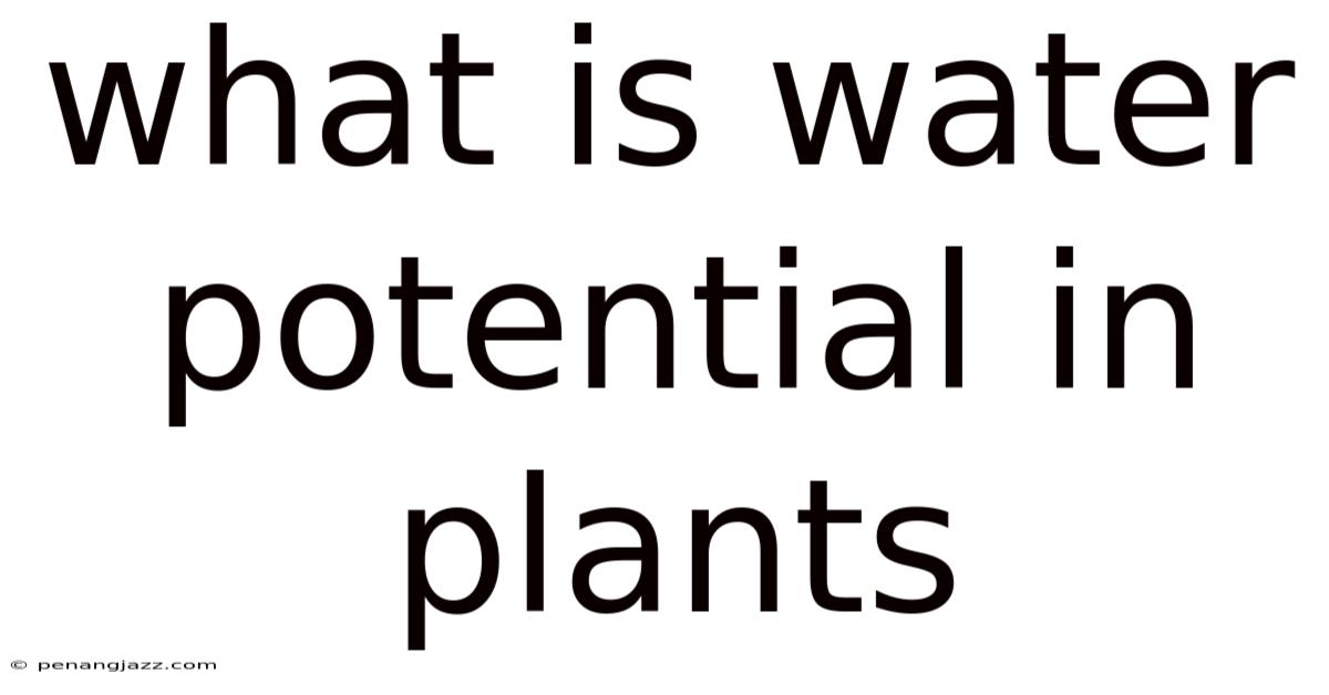 What Is Water Potential In Plants