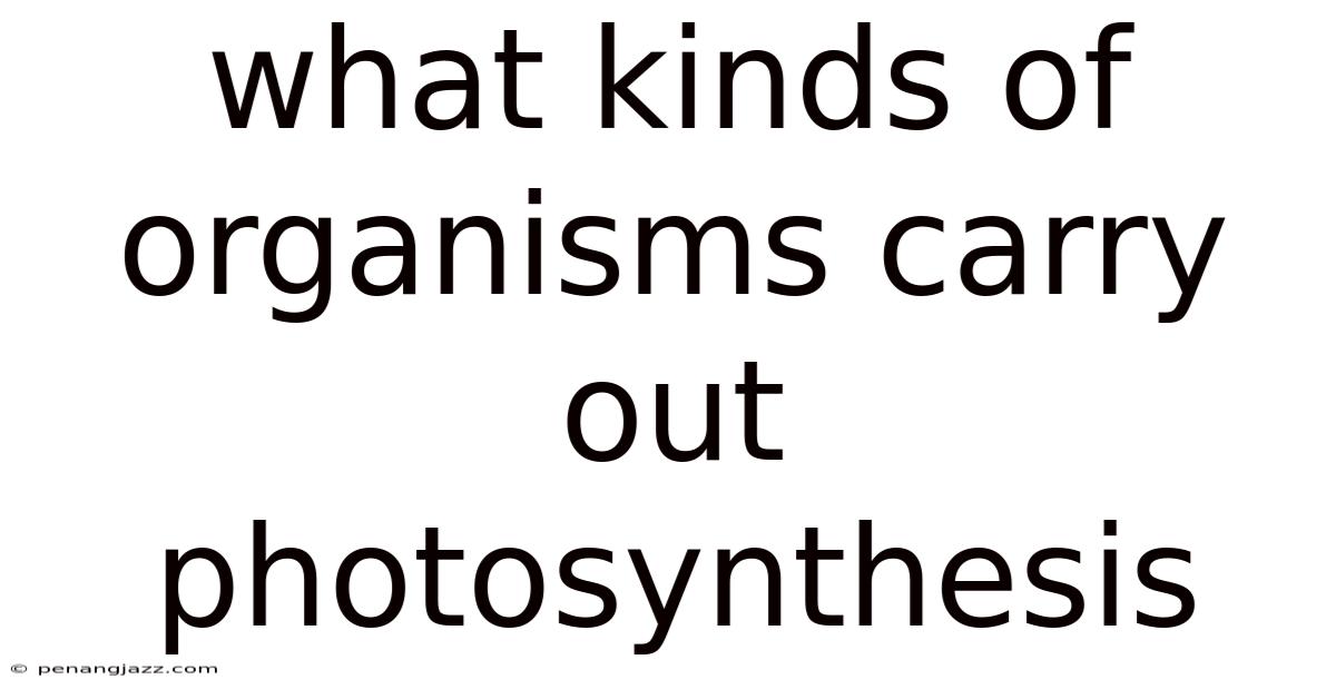 What Kinds Of Organisms Carry Out Photosynthesis