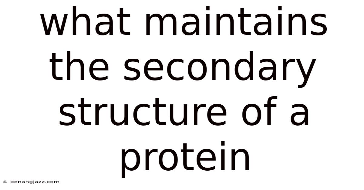 What Maintains The Secondary Structure Of A Protein