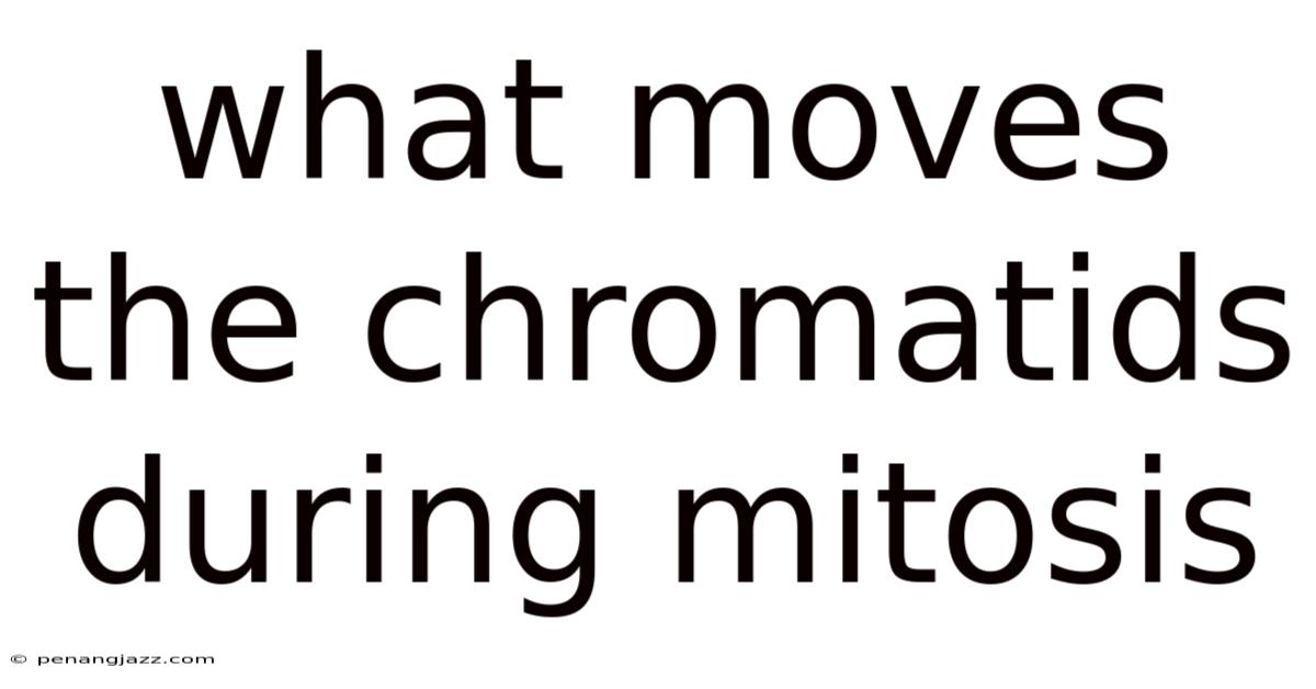 What Moves The Chromatids During Mitosis