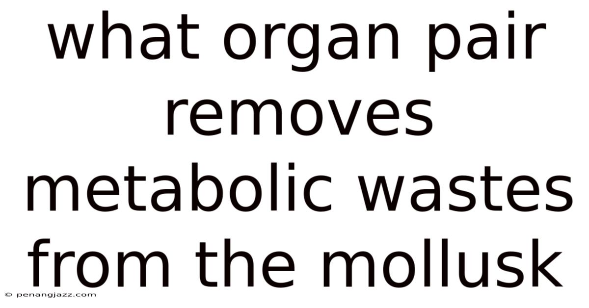 What Organ Pair Removes Metabolic Wastes From The Mollusk