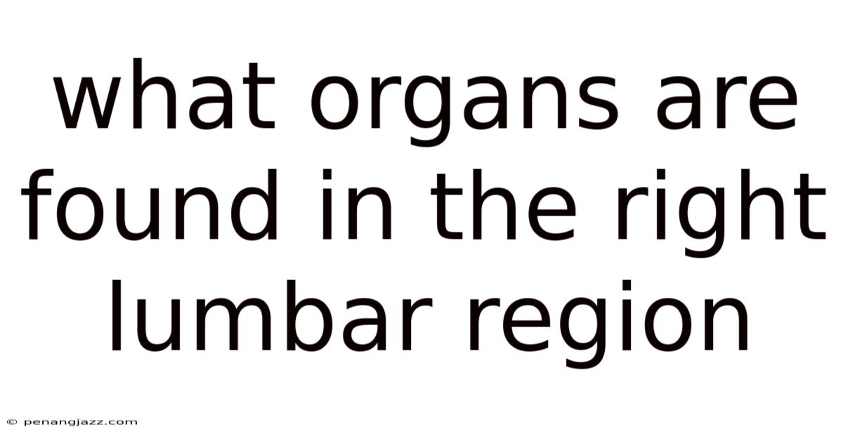 What Organs Are Found In The Right Lumbar Region