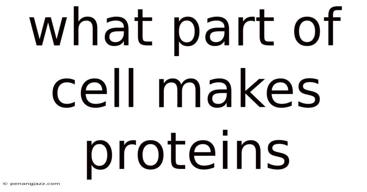 What Part Of Cell Makes Proteins