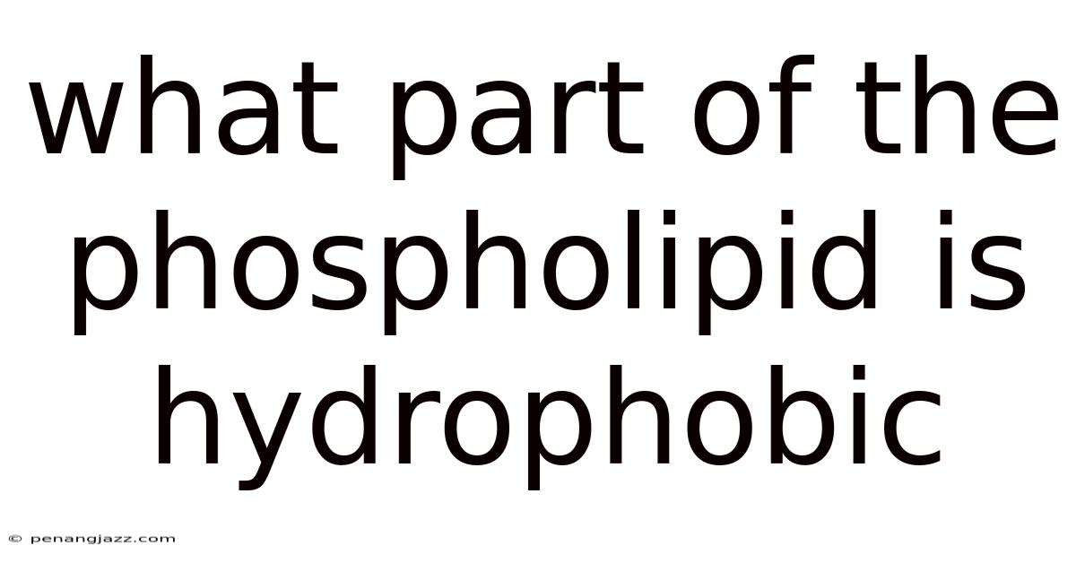 What Part Of The Phospholipid Is Hydrophobic