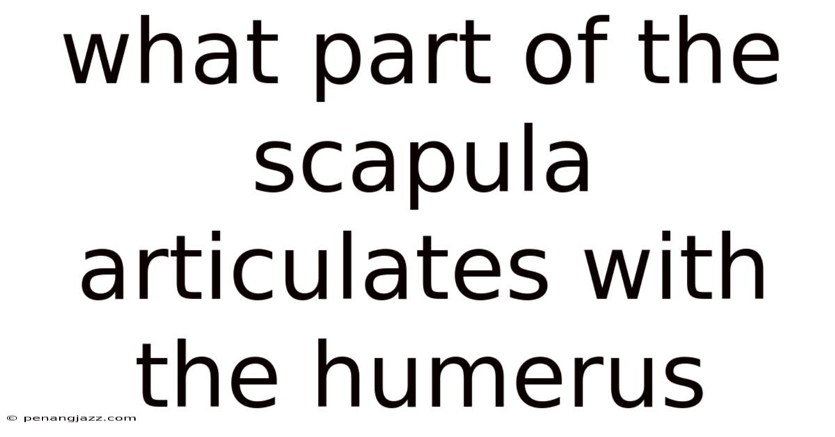 What Part Of The Scapula Articulates With The Humerus
