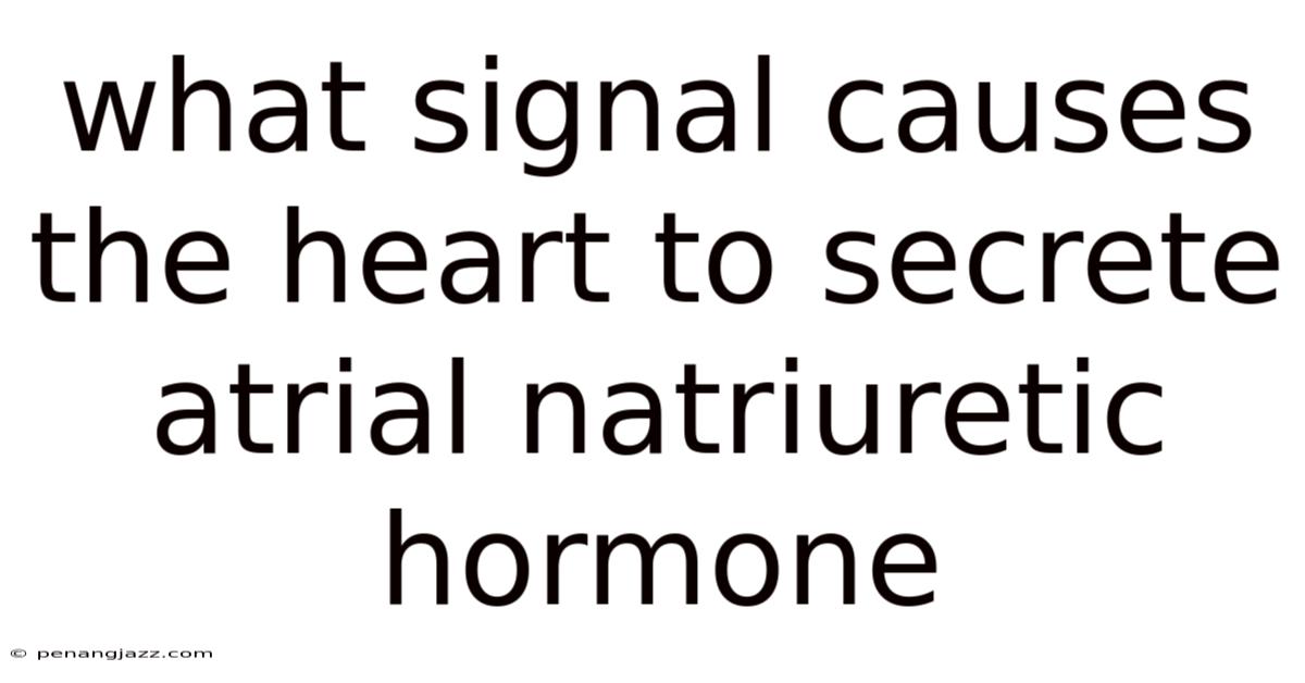 What Signal Causes The Heart To Secrete Atrial Natriuretic Hormone