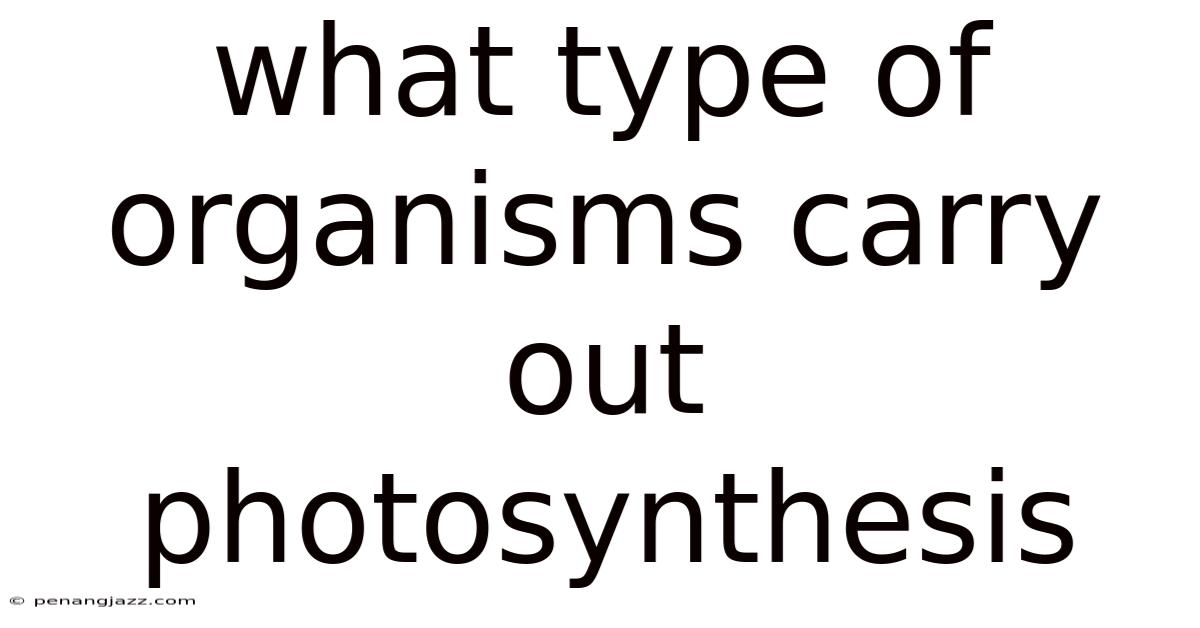 What Type Of Organisms Carry Out Photosynthesis