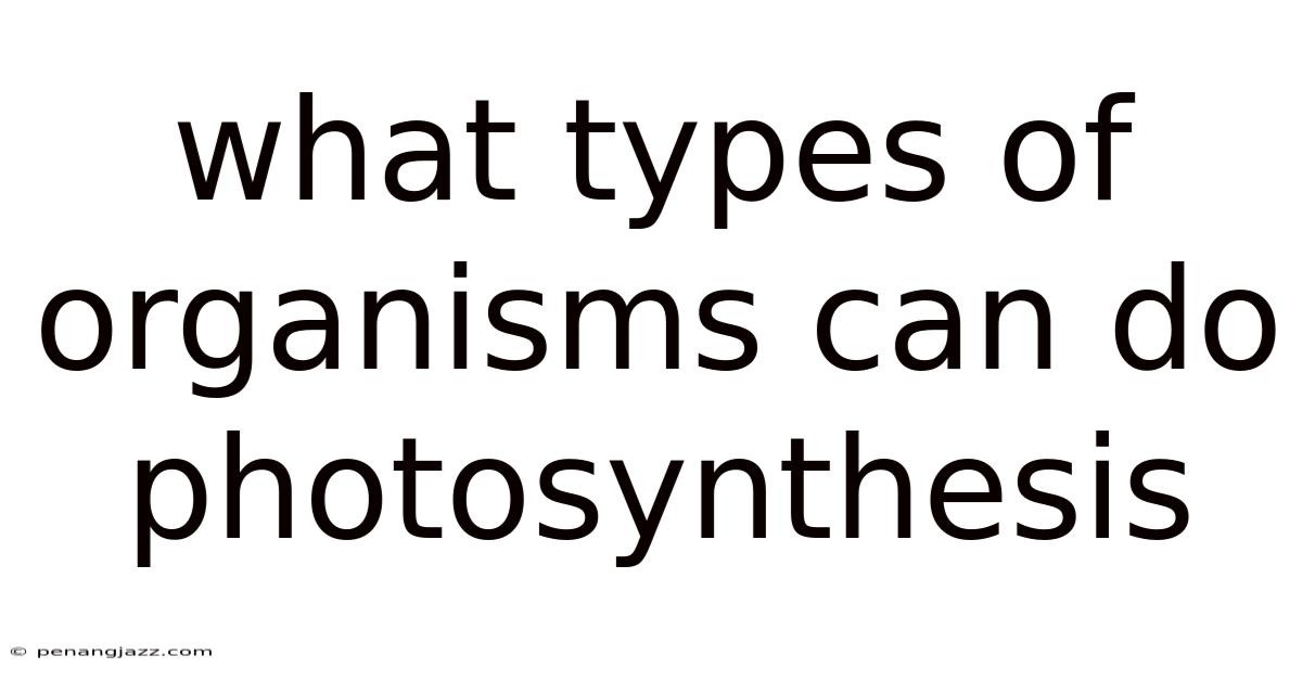 What Types Of Organisms Can Do Photosynthesis