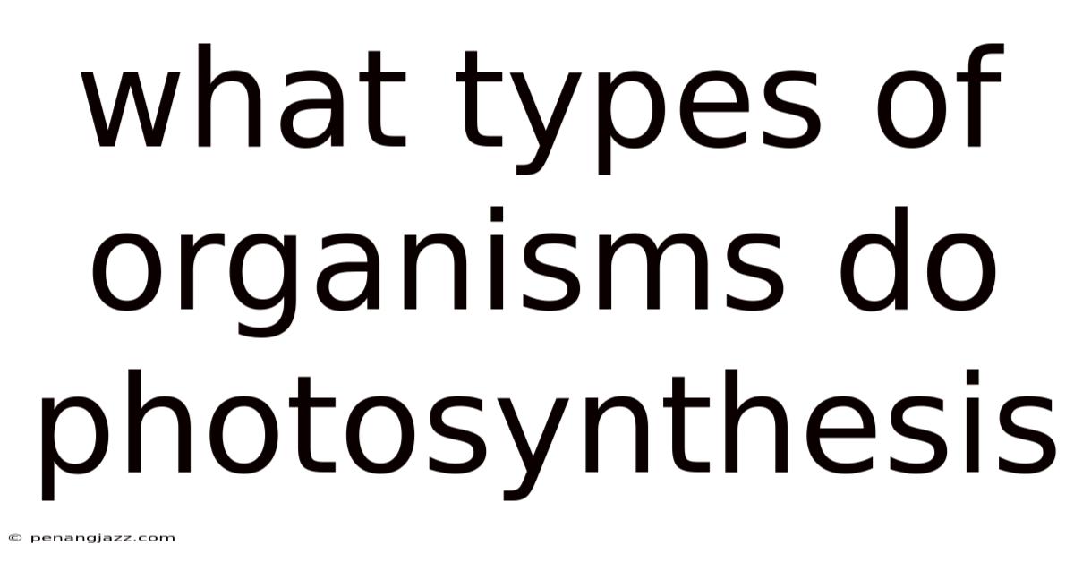 What Types Of Organisms Do Photosynthesis